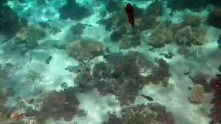 Swimming with squids in Mauritius