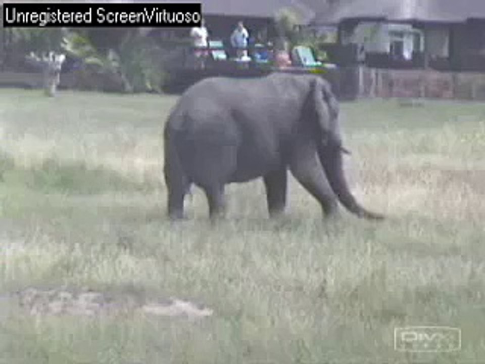 ellie walks close to lodge at Nkorho