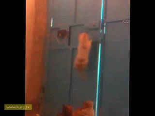 The door appeared to be caused by the cats