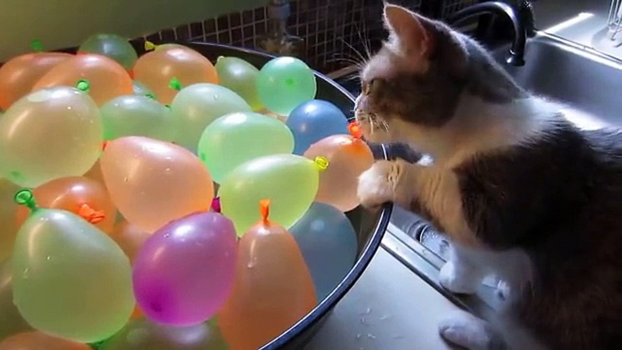 Munchkin Cat Pops Water Balloons  videostripe Cat