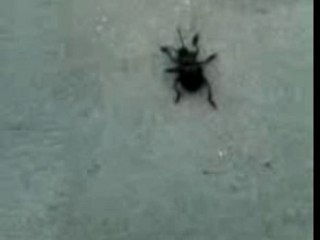 Scarabée tout terrain