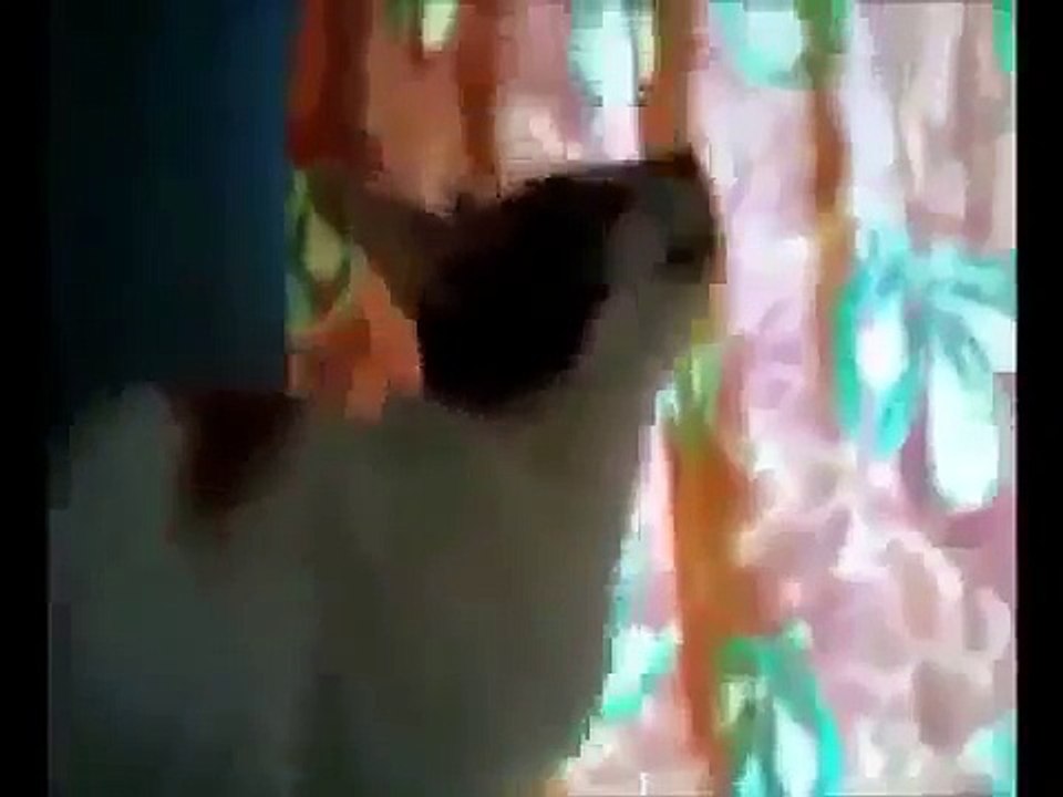 TALKING CATS COMPILATION #3