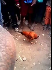 Headless Chicken Alive!!!