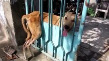 Desperate for help, trapped dog freed from gate