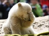 Save Our Polar Bears