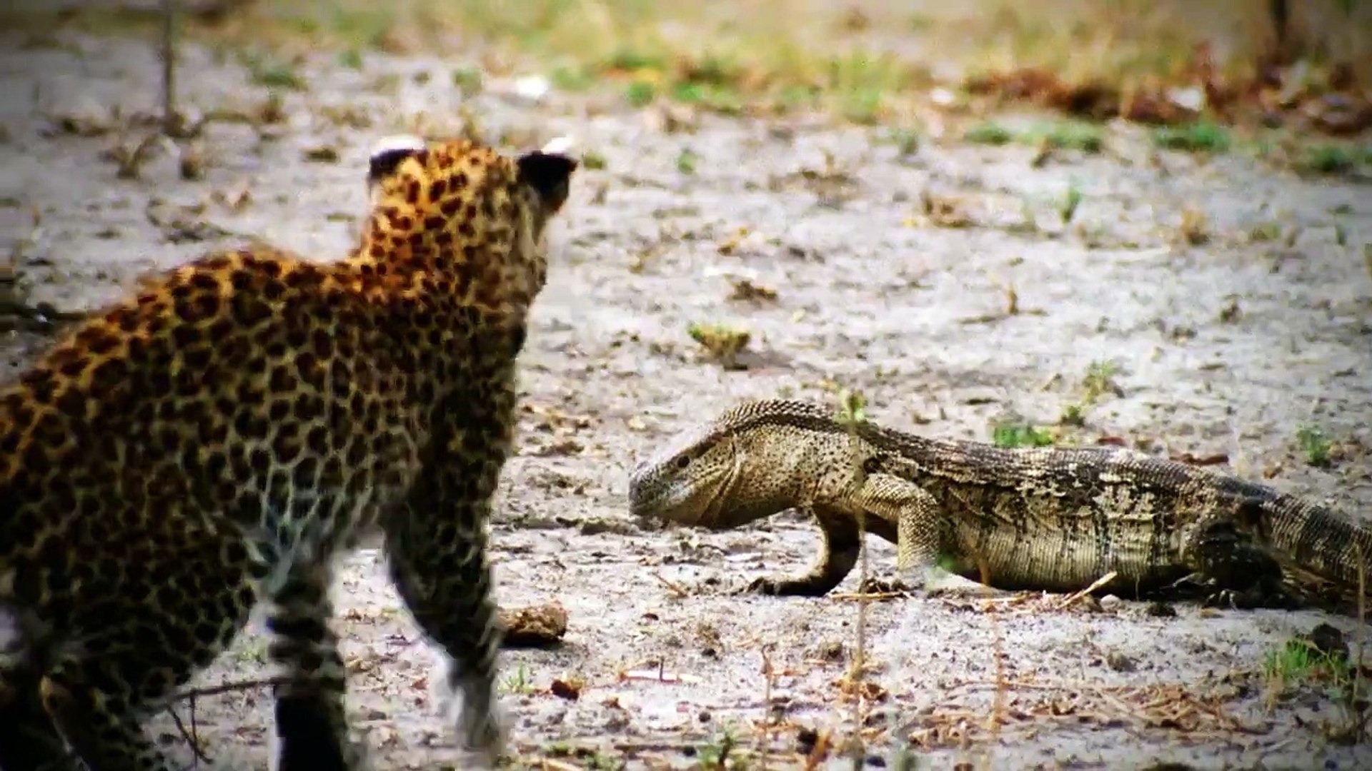 animal -planet   wild animals