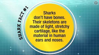 Shark Week - Shark Facts