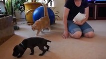 Funny Cats Meeting Cute Puppies Compilation