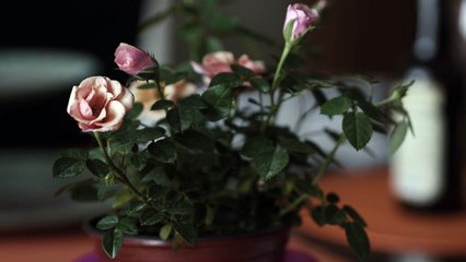 Home-Short film Panasonic lumix g7