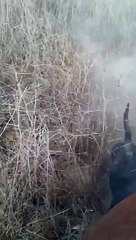 Kelpie dog at cuttle work. (Part one)