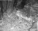 SWR Uhu Webcam 24.04.2013: Uhu-Weibchen versteckt Ratte im 