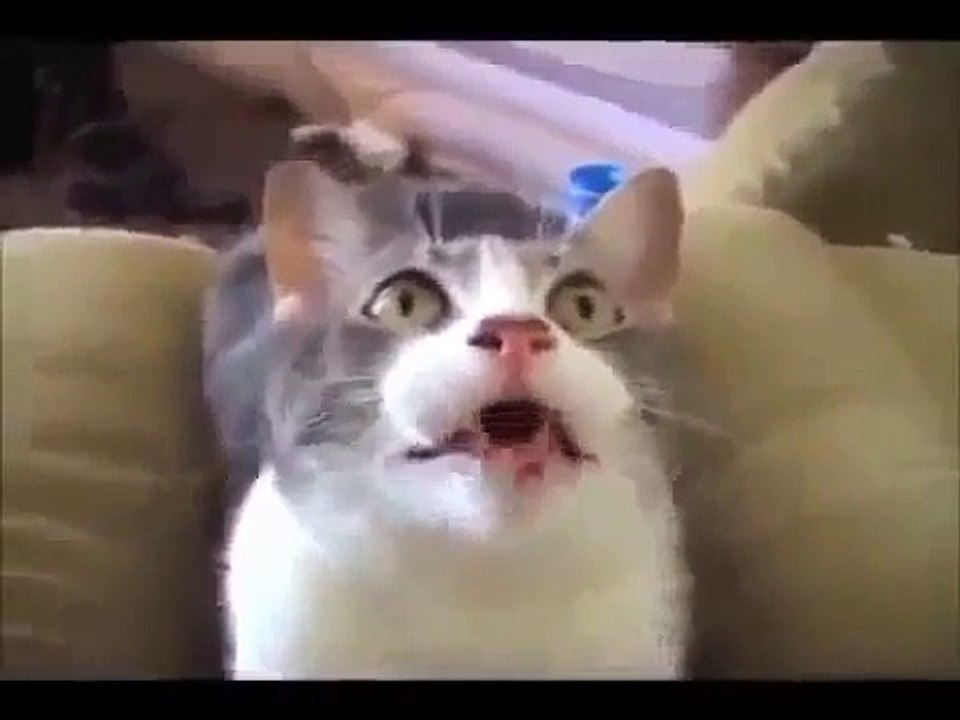 TALKING CATS COMPILATION #2
