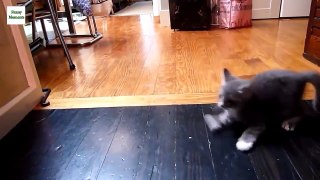 Funny Cats Sliding on Wooden Floors Compilation 2014 HD