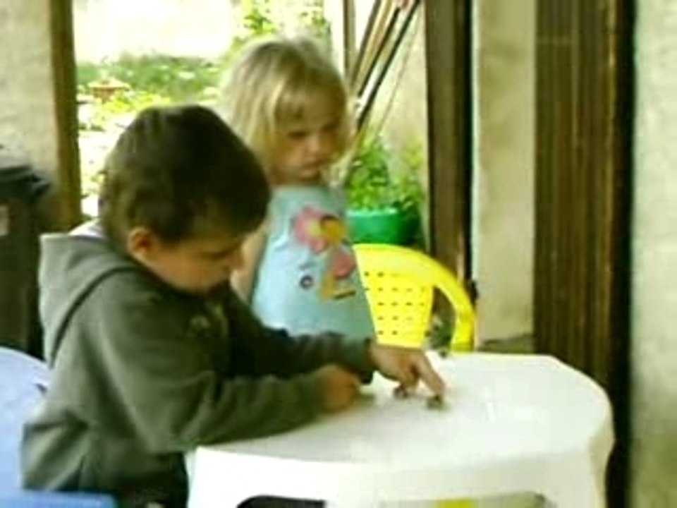 observation des escargots