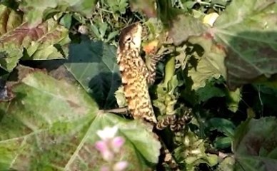 Chameleon The Wild Animal - Animal Planet - Nature Documentary HD