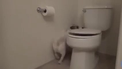 Un chien qui fait toutes les tâches ménagères !