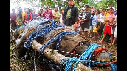 CAUGHT IN THE PHILIPPINES BIGGEST CROCODILE IN THE WORLD [Full Episode]
