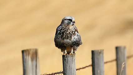 Rough-legged Hawk Lunch (warning: graphic video)