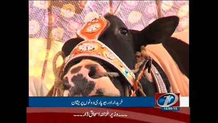 Billa Pehalwan and Bakhtu in Lahore maweshi mandi