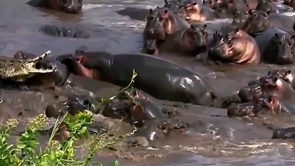 Wild Life Animals Documentary