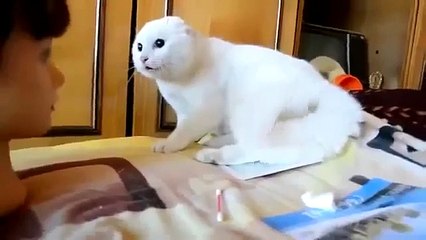 Cat Scared Mask   Funny Animal Videos