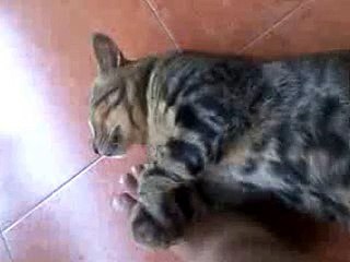 Cute Cat Sleeping Funny Cat Videos 2015 Funny Animal Videos