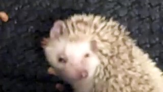 Hedgehog.... SELF-ANOINTING!!