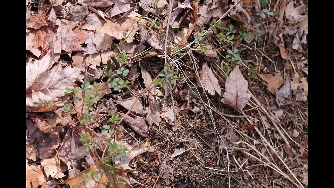 Neponset River Greenway Canton MA Fowl Meadow Part 7.