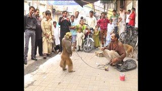 Monkey and Man Fight Monkey Charmer Funny Video Full