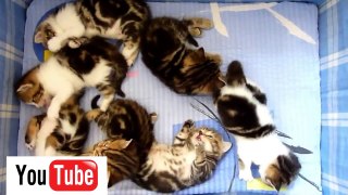 Funny Cats  Videos Funny Cat Sleep  Funny Animals 2015 part 5