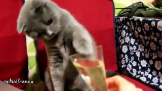 Funny Cats Video -activities funny of cats with people,compilation pet
