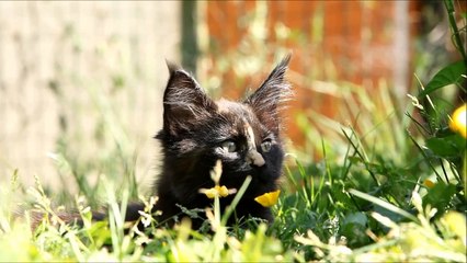 Chatons maine coons !