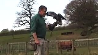 Jasper the Buzzard