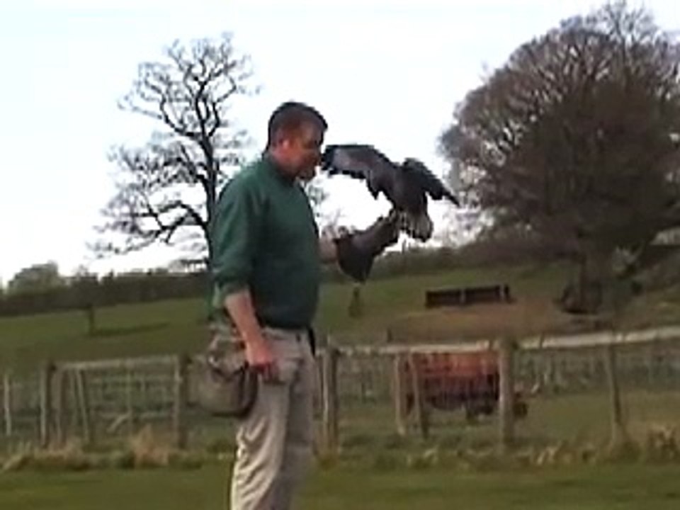 Jasper the Buzzard