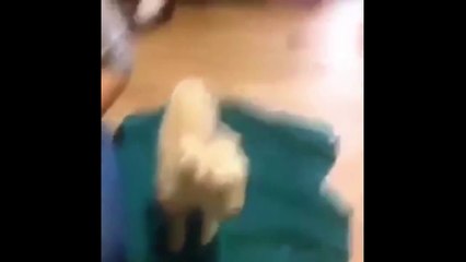 Unexpected Jihad - Wimpy goat