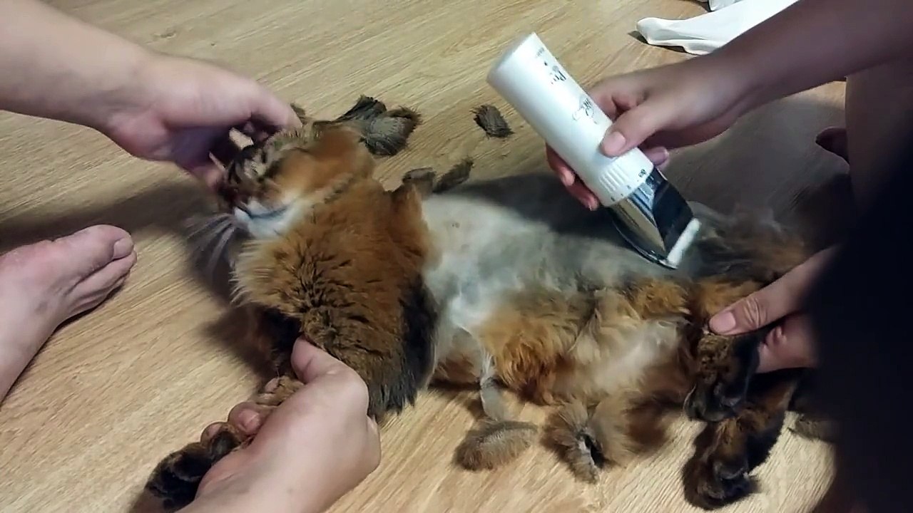 꿀떡이 미용하기 고양이 털밀기 Cat hair clipper 猫の毛刈り Кошка машинки для стрижки волос [Full Episode]