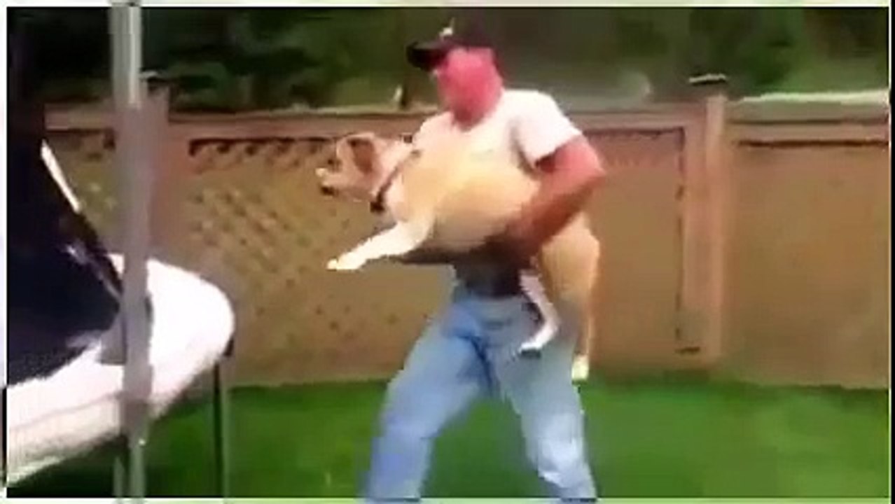 世界動物狗最搞笑視頻 [Full Episode]