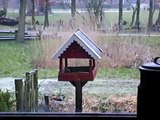 Grote bonte specht plundert mezenbol in Zuidbroek (Gr)