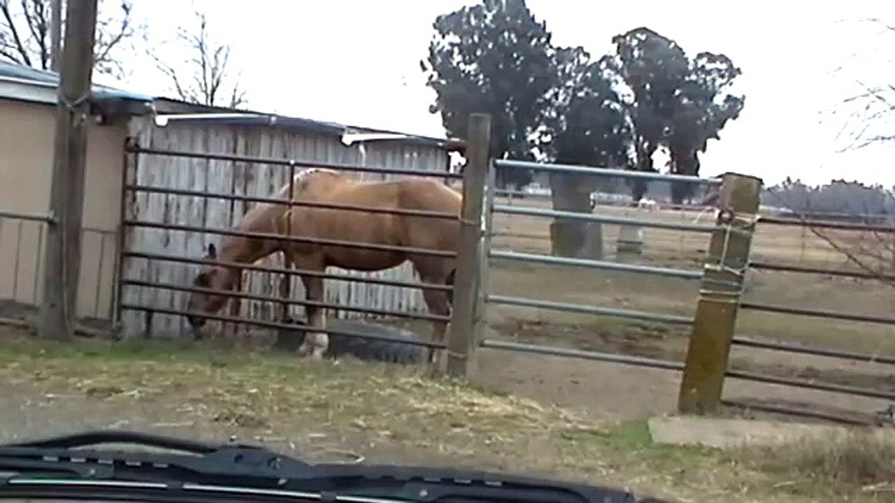 Questions on Dealing with Abused Horses - Lecture - Rick Gore Horsemanship
