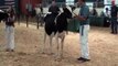 2011 Eastern Fall National Holstein Show - Winter Calf