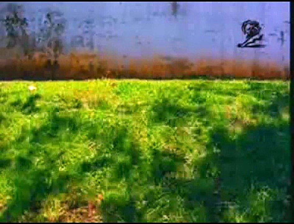 Funny Dog TV Commercial