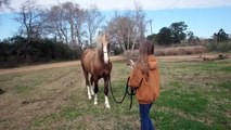 Lunging our Golden Palomino Tennessee Walking Horse Stallion