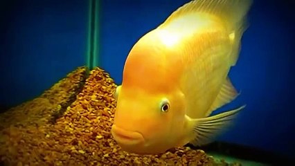 Understanding Cichlids Body Language in Slow Motion