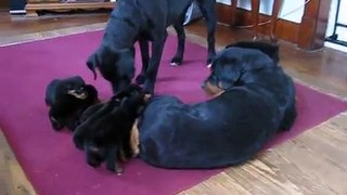 Rottweiler puppies - 5 weeks old