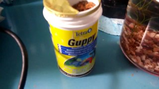 Guppy fish feeding