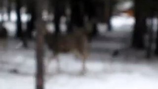 Deer In Woods Part Two