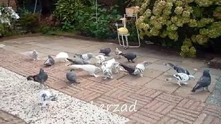 Kurdish Pigeons Holland