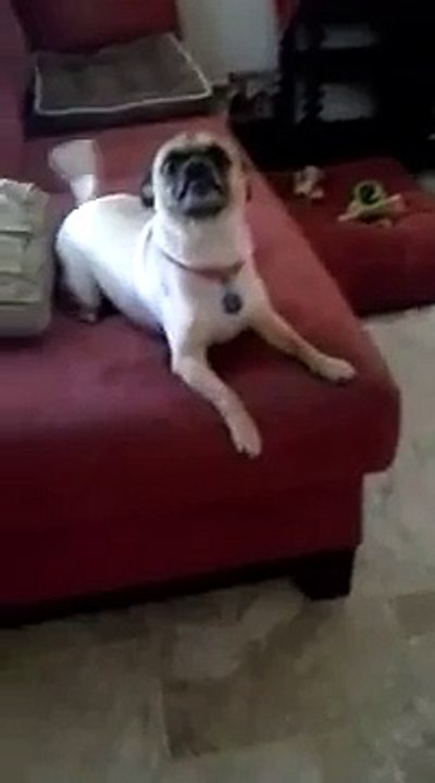 My funny chug dog!!