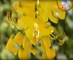 Summer Guide- Dr. Pratap Chauhan (Ayurveda Expert) talks about Benefits of 'Amaltas' in life