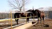 Карачаевские лошади, пожалуй самые красивые лошади в мире Карачаевская порода лошадей,ООО Карплемхоз [Full Episode]